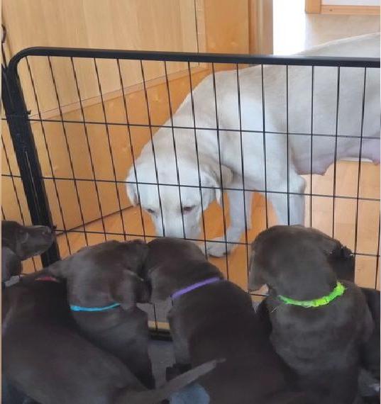 Schoko farbige Labrador Welpen abgabebereit.