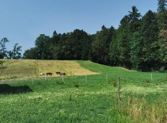 Plätze auf Fohlenweide für Hengste und Stuten, getrennt
