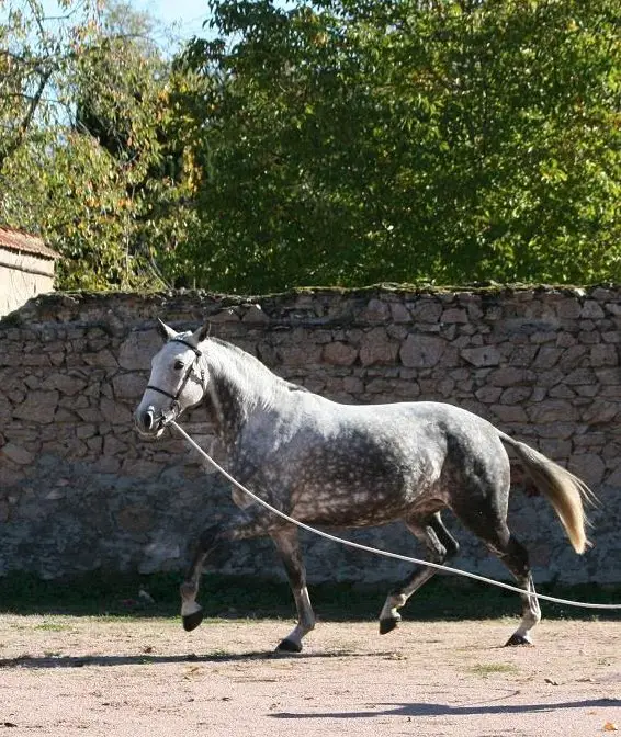 Gerittene Lusitano Zuchtstute sucht Lebensplatz