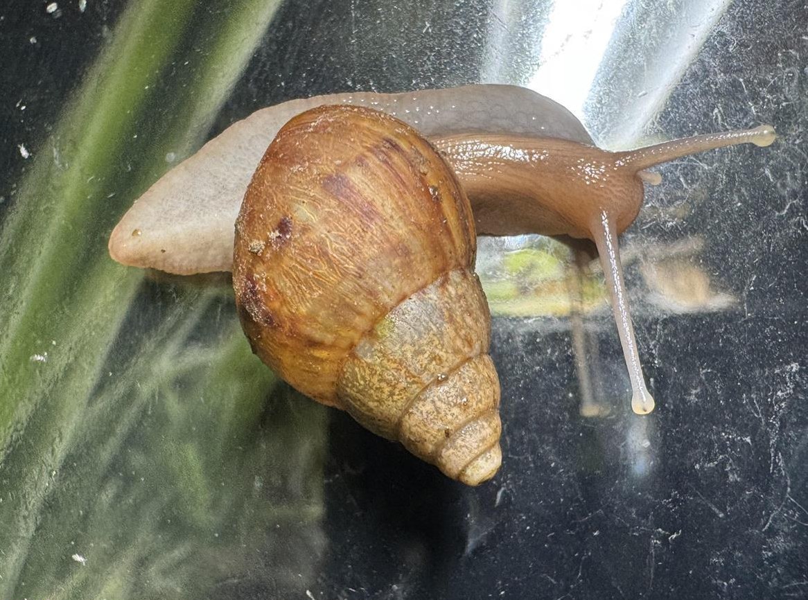 Junge Lissachatina reticulata Achatschnecken