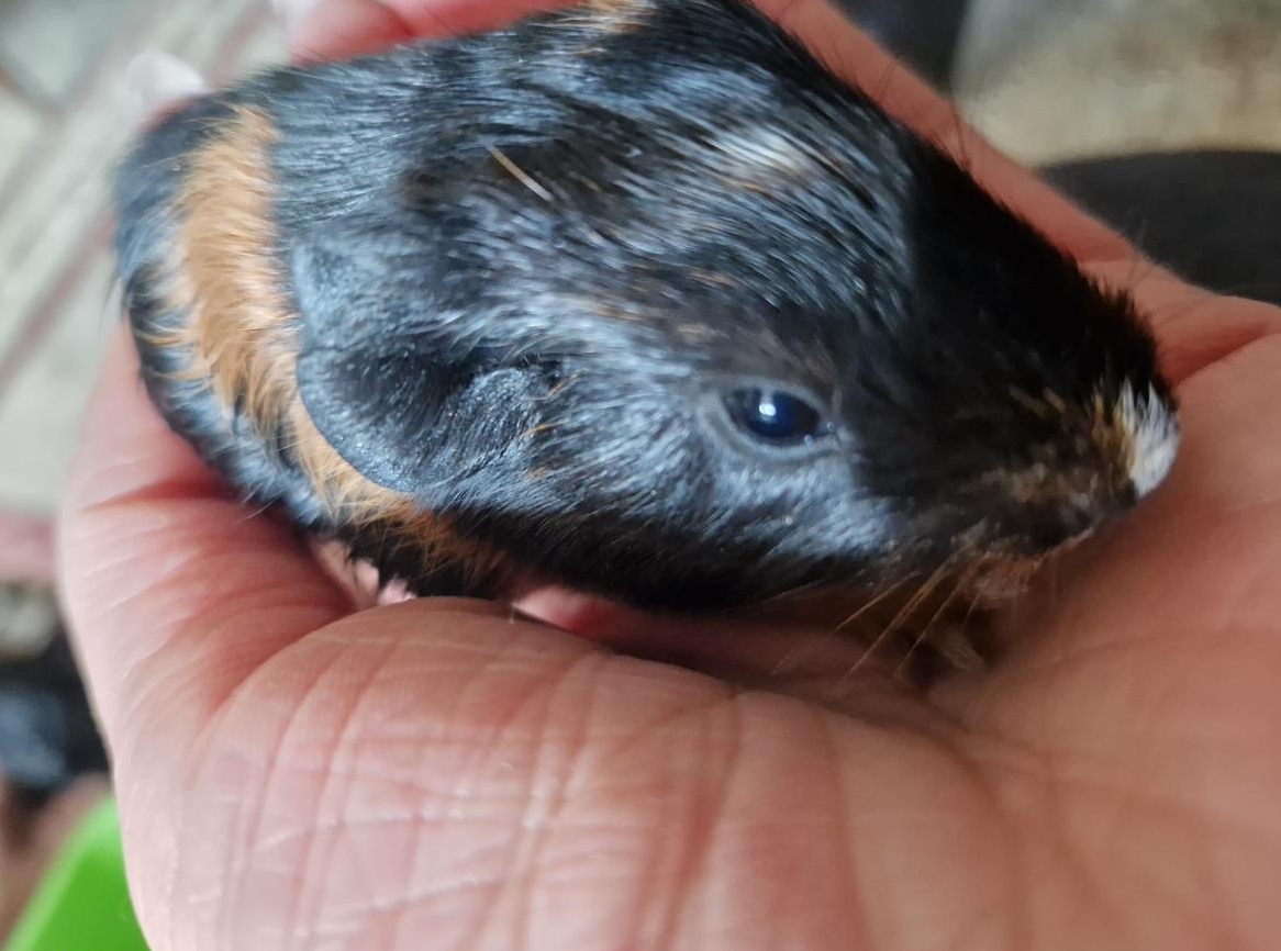 Meersäuli Babys, weiblich abzugeben