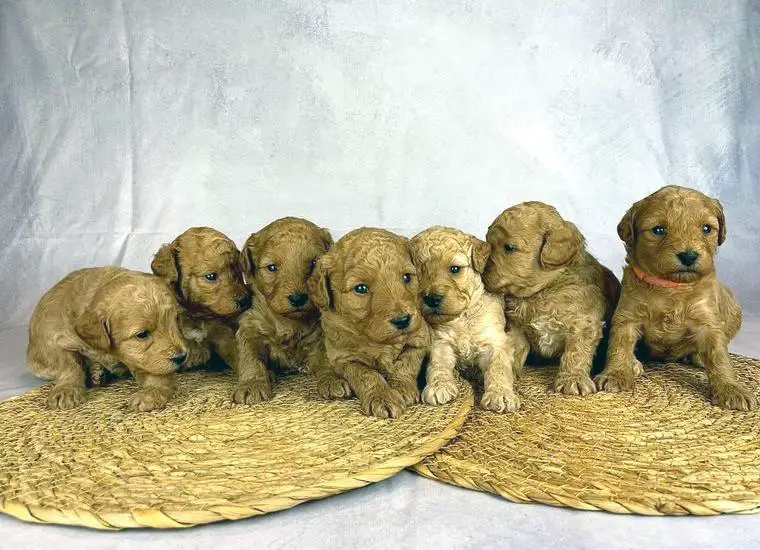 Wunderschöne Kleinpudel Welpen fawn/apricot