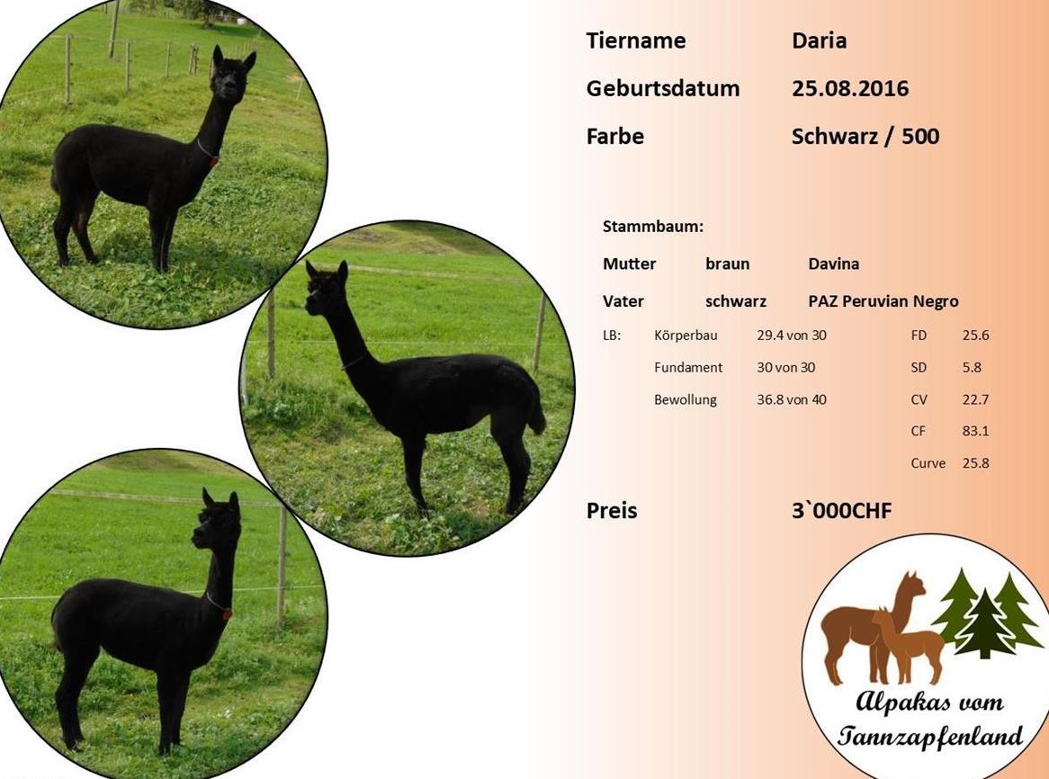 Alpaka Stute Daria schwarz zu verkaufen