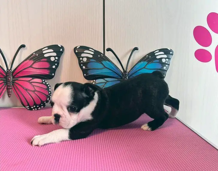 Boston Terrier Welpen mit Ahnentafel