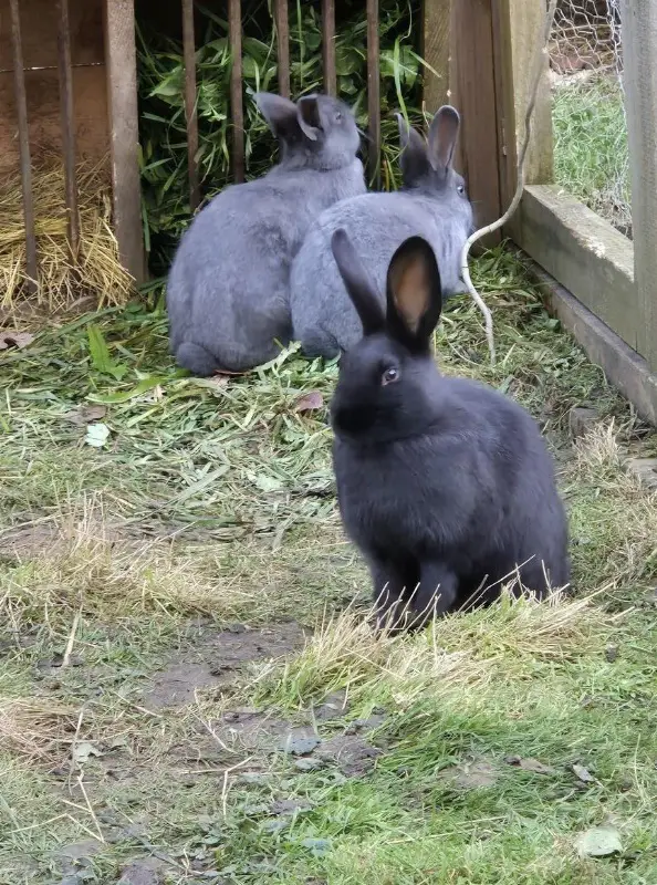 Schweizer Schecken Zibbe schwarz