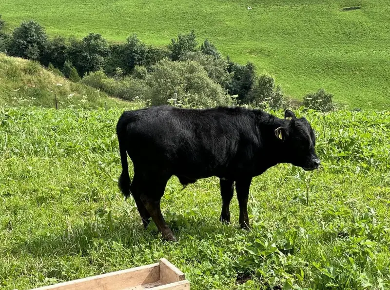 Dahomey Stierkalb zu verkaufen