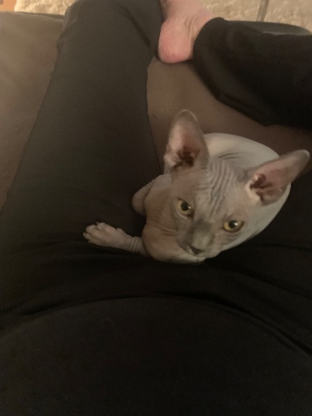 Canad. Sphynx Mädchen