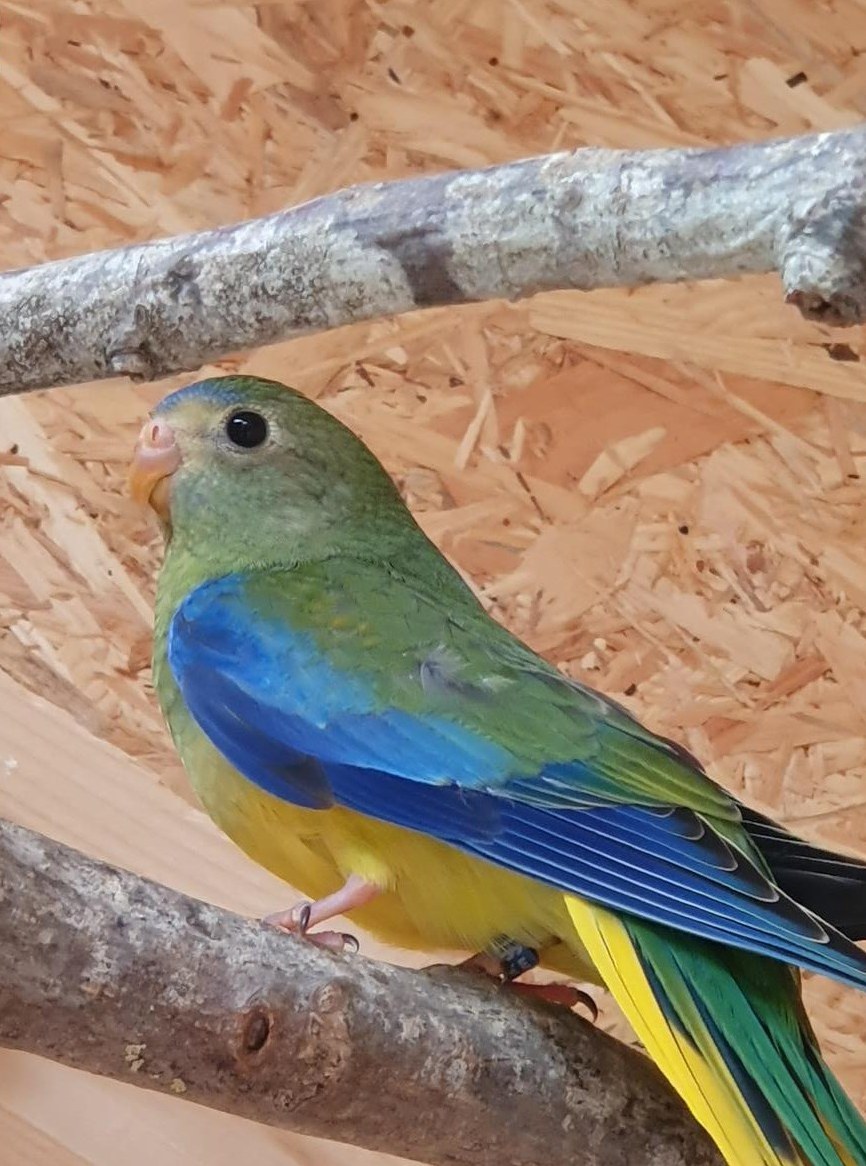 Grüner Schönsittich, beringt