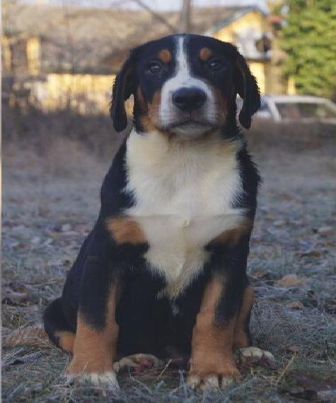 Grosser Schweizer Sennenhund Rüde mit FCI Stammbaum