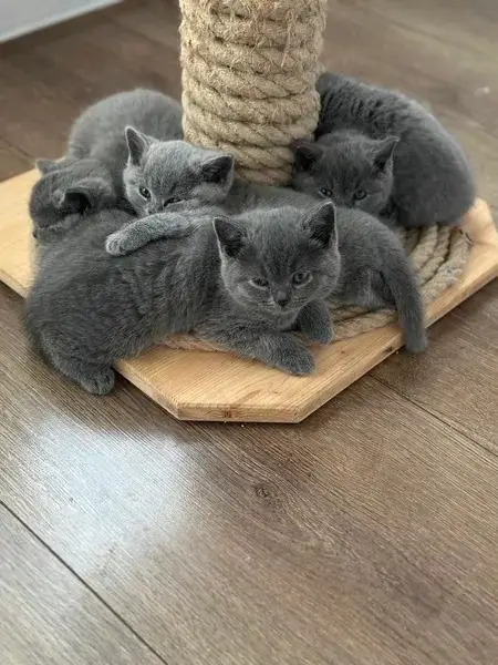 Reinrassige Britisch Kurzhaar (BKH) Kitten