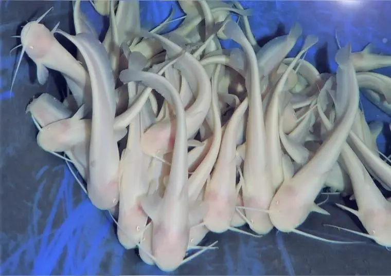 Albino Welse ca. 10 - 15 cm