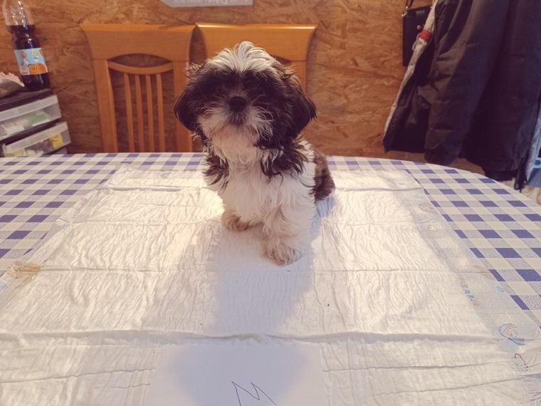 Shih tzu Welpen zu verkaufen