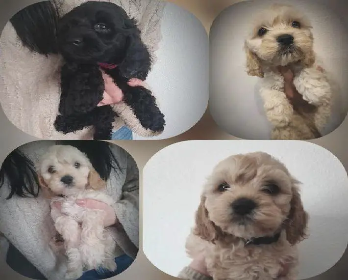 Amerikanische Cocker Spaniel &Toypudel = Cockerpoo, Cokapo