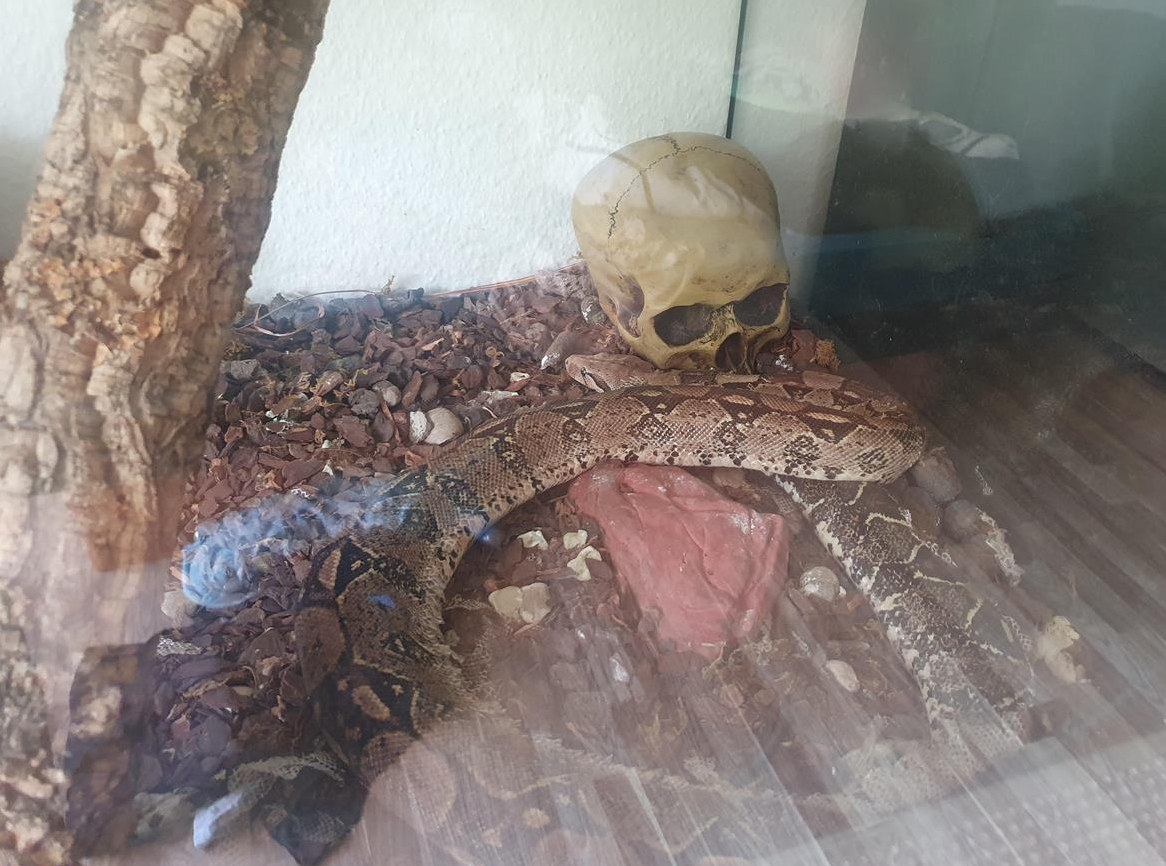 GRATIS: Boa Constrictor mit sehr grossem Terrarium abzugeben