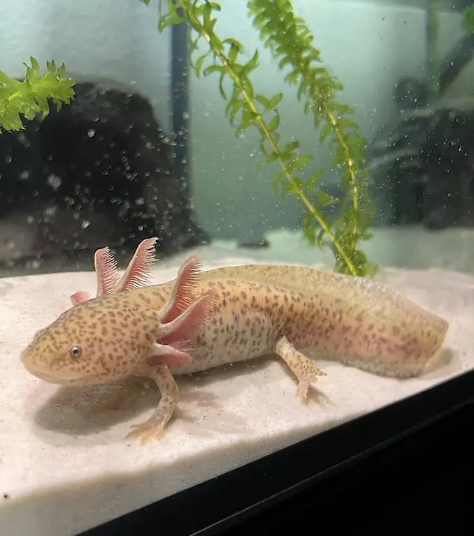 Axolotl weibchen Paar