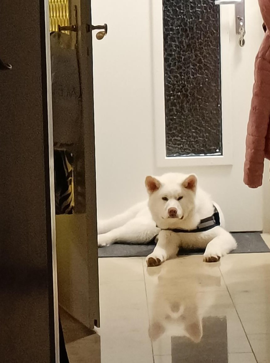 Junger Akita Inu Rüde sucht neues Zuhause