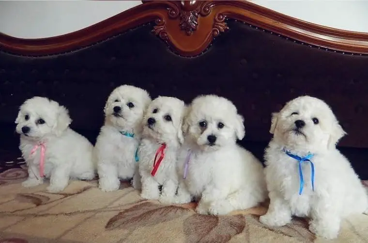 Bichon frise welpen -reinrassigh-mit papieren