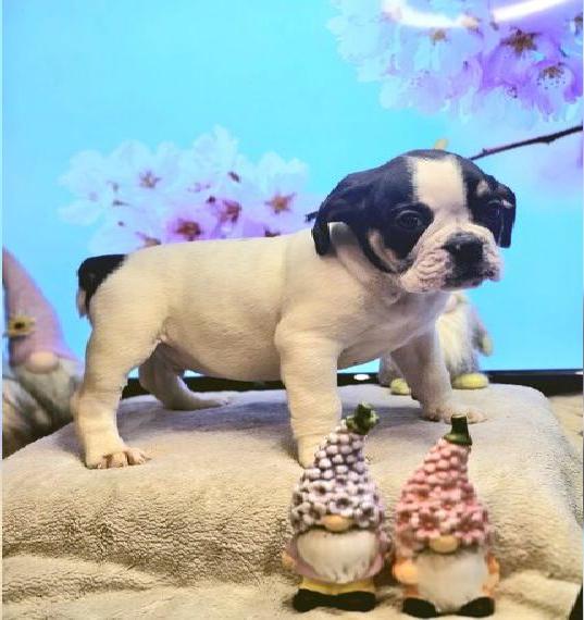 Old English Bulldog Welpen (Abgabebereit)