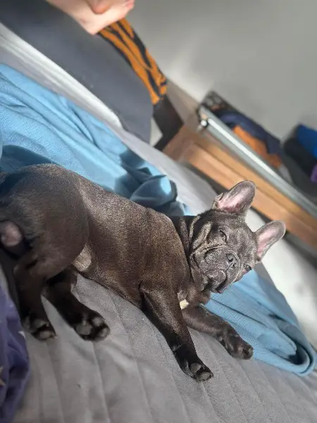 bouledogue français 6 mois