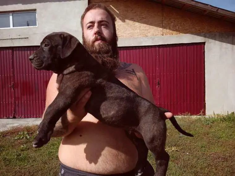 Presa Canario Welpen