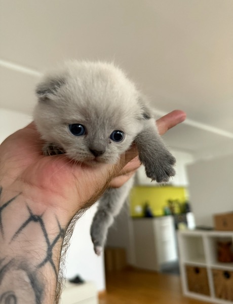 bkh kitten suchen ein neues zuhause