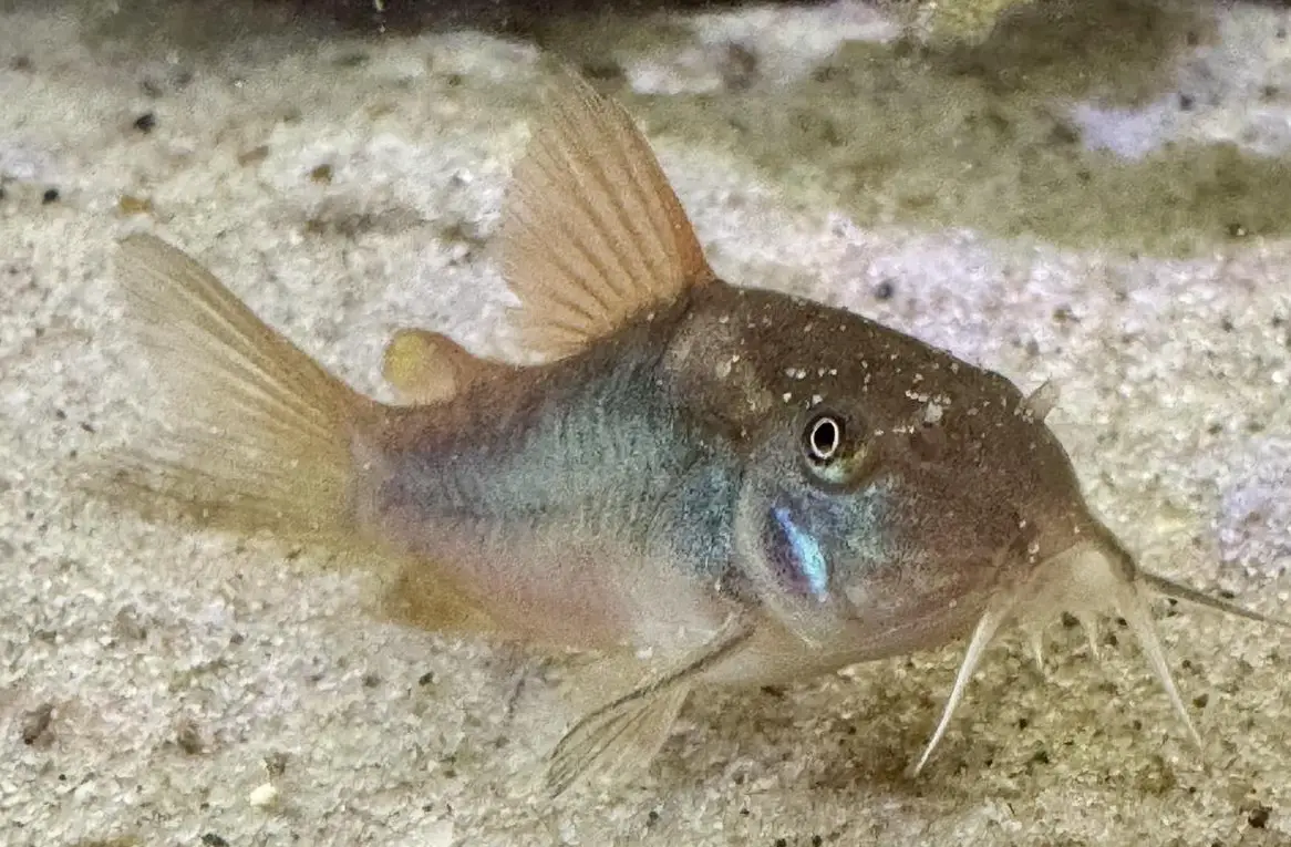 Junge Metall Panzerwelse aus eigener Nachzucht