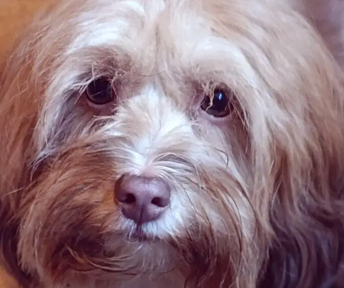 Wurfankündigung schoko Havapoos