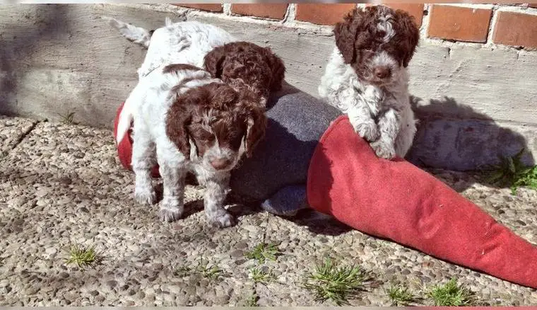 Lagotto Romagnolo (ähnlich Doodle) Welpen mit Abstammungspapieren