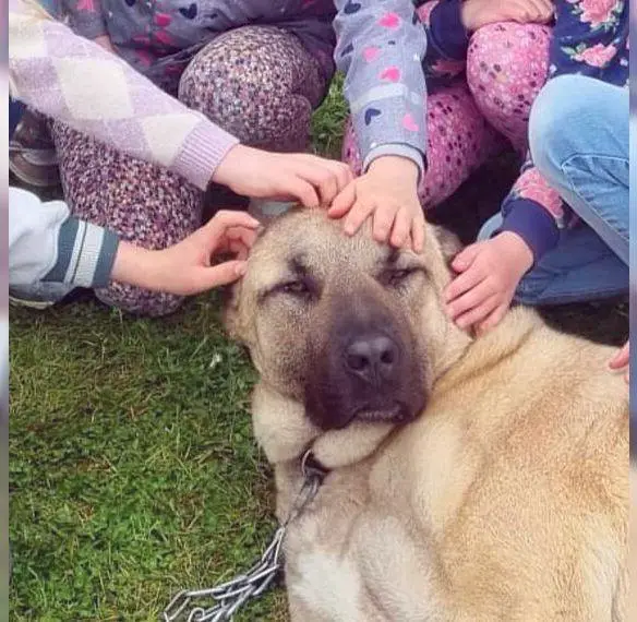 Kangal Rüde