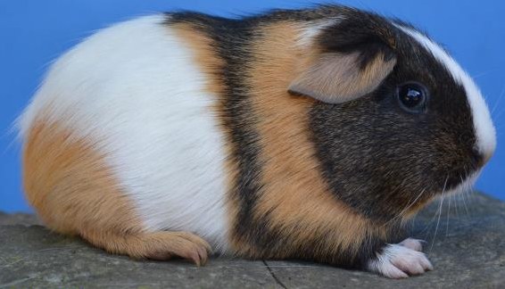 Hübsche Meerschweinchen suchen Lebensplatz