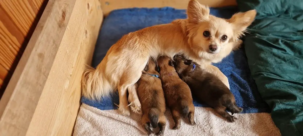 Zwergspitz x Chihuahua Mischlingswelpen