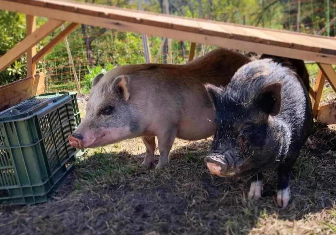 MiniSchweine zutraulich und stubenrein
