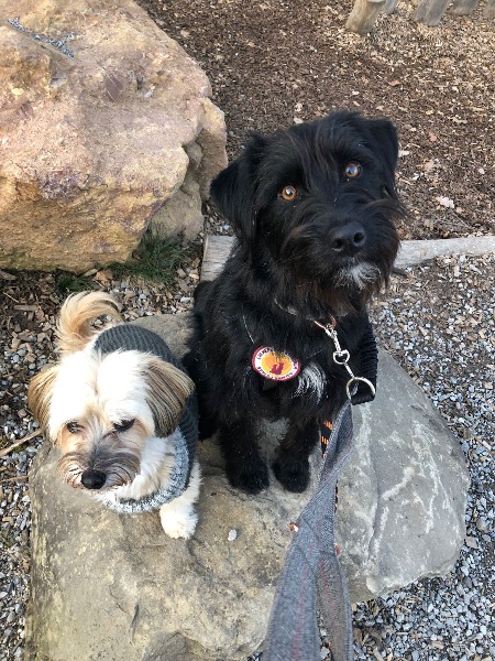 Ich biete liebe professionelle Hundebetreuung / Tierbetreuung