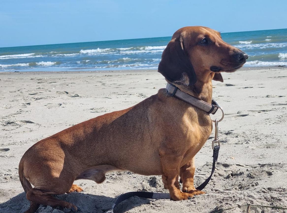 Dackel Rüde sucht ein Zuhause für immer