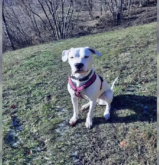 Dogo Argentina 2Jährig sehr sozial lieb und umgänglich