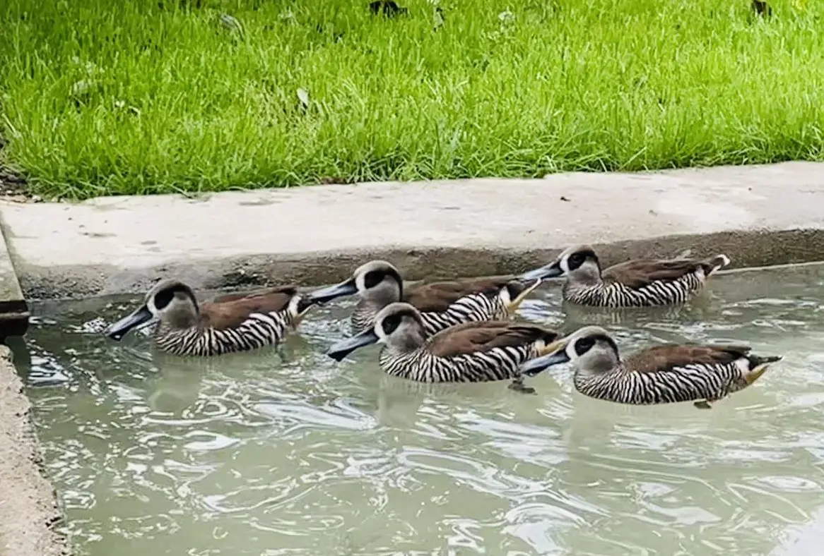 Diverse junge Enten abzugeben