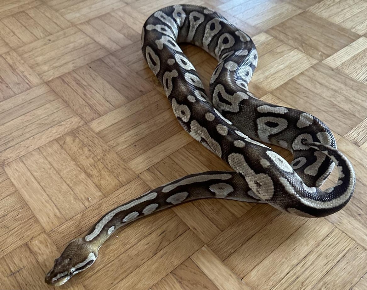 Python regius Pastave Weibchen