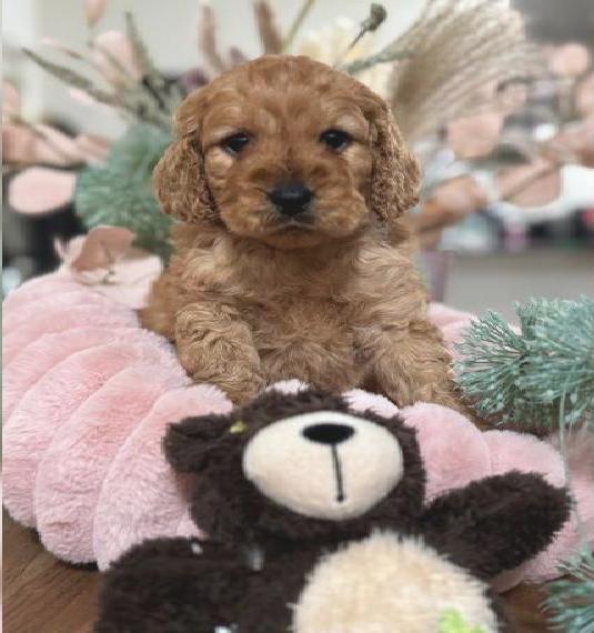Cavapoo wie Maltipoo apricot red Welpen toy Pudel Doodle Zwergpudel king Cavalier