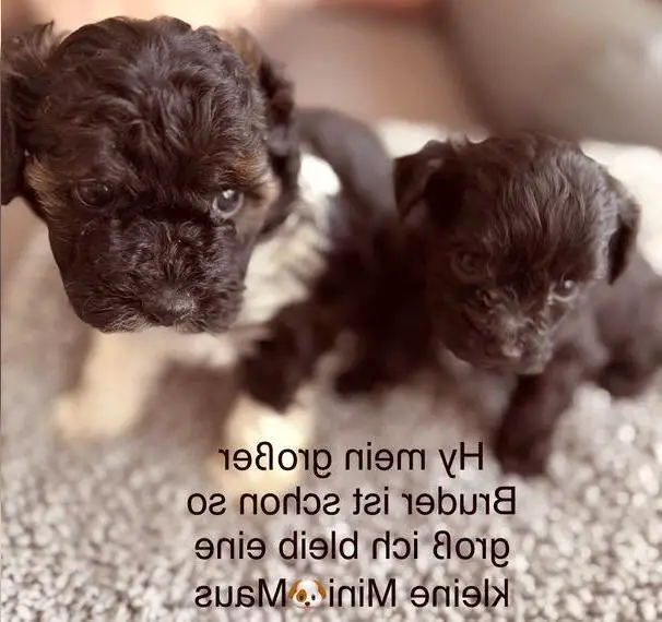 Süsse Bollipoo Welpen Zwergpudel Bolonka Zwetna