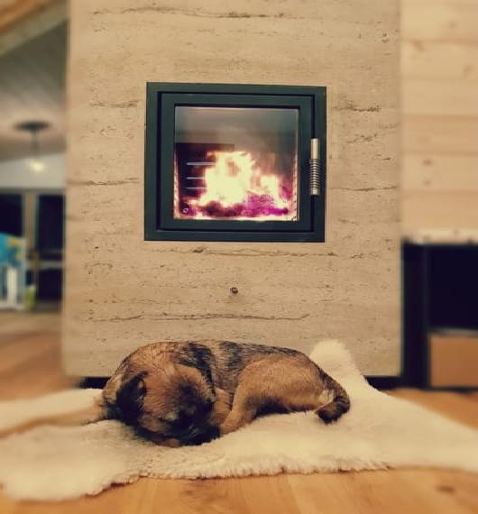 Border Terrier Wurfankündigung