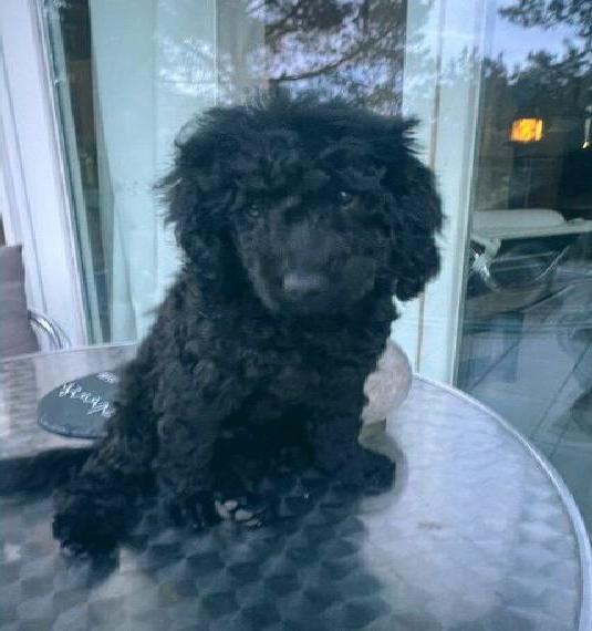 Wunderschöne Toy Pudel Welpen