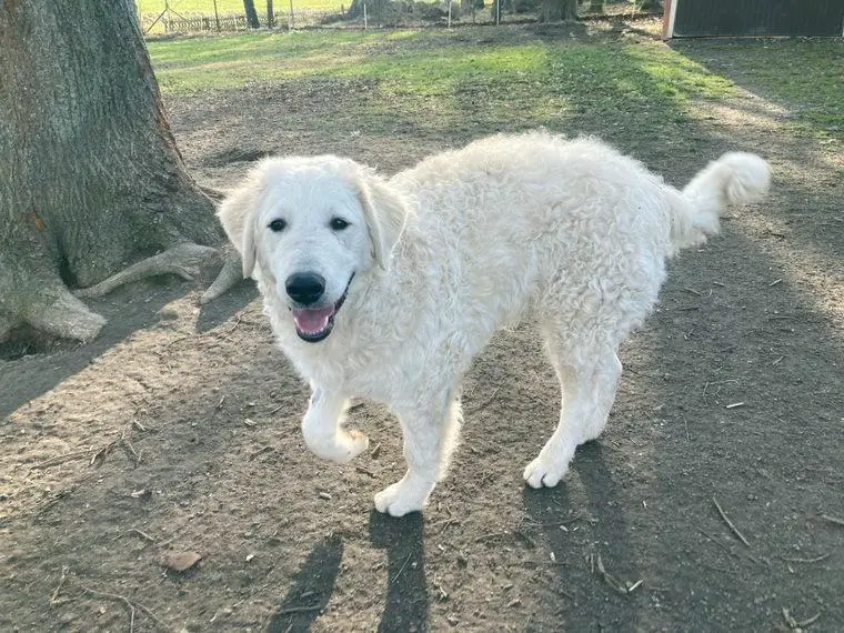Jungrüde Kuvasz