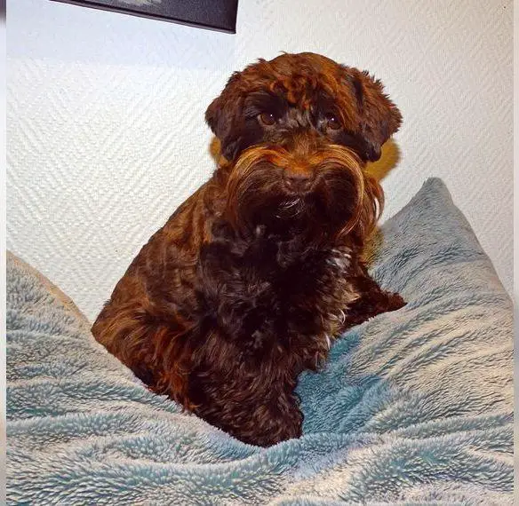 American Zwergschnauzer Welpen wheaten +dunkelbraun, Wurfankündigung