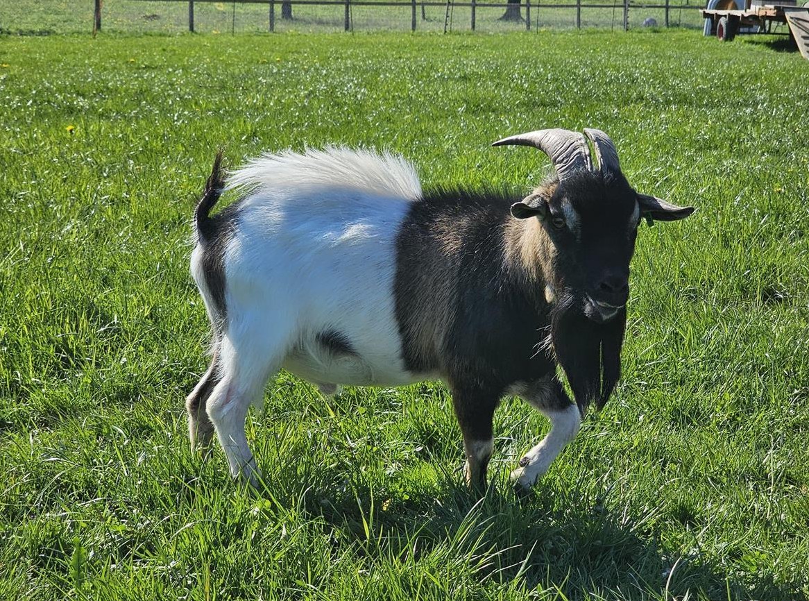 Zwergziegenbock Lukas sucht neue Herde...