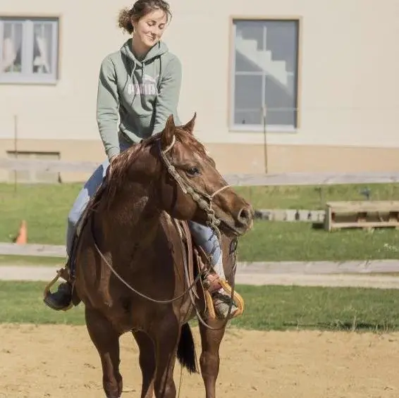Reitbeteiligung auf gut ausgebildetem Quarter Horse