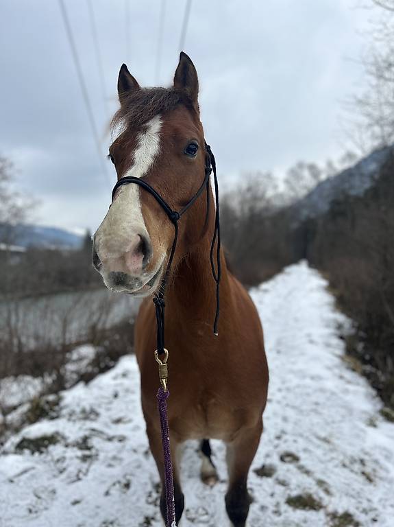 Suche eine erfahrende & zuverlässige reitbeteiligung