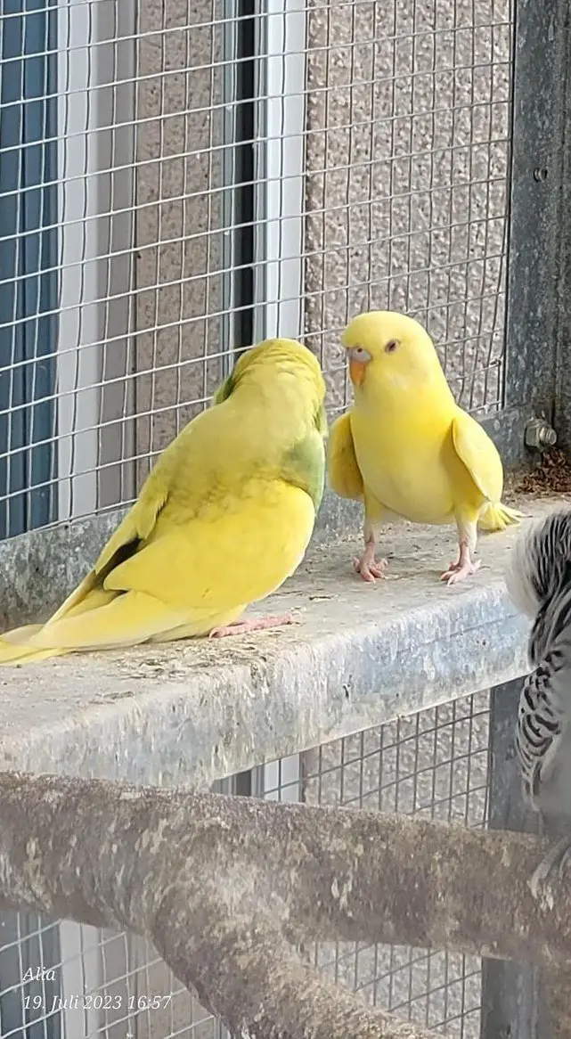 Wellensittiche suchen neues Zuhause