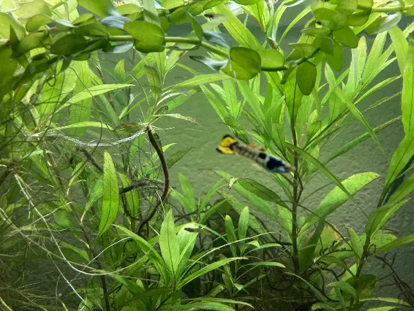 Schöne Endler Guppy Babys