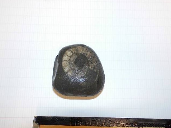 Ammonit Versteinerung vom Meer geschliffen polliert