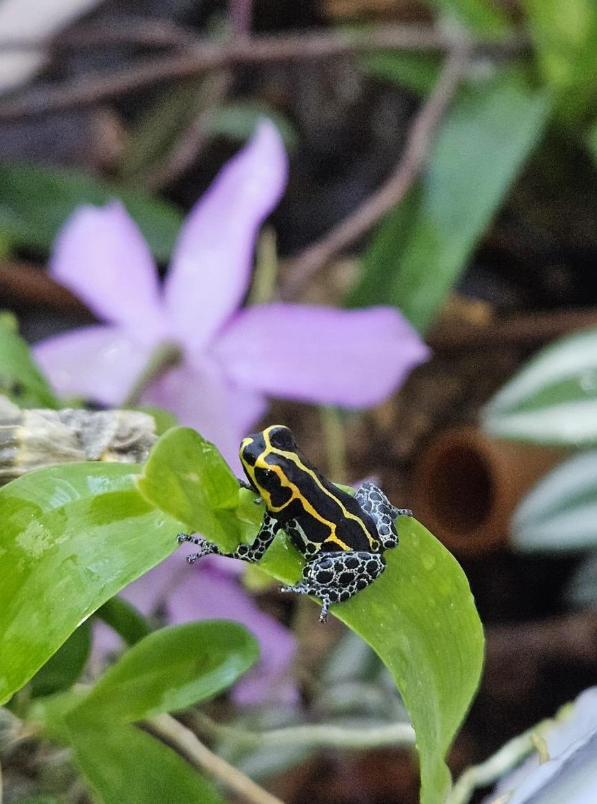 Ranitomeya Imitator Yurimaguas zu verkaufen